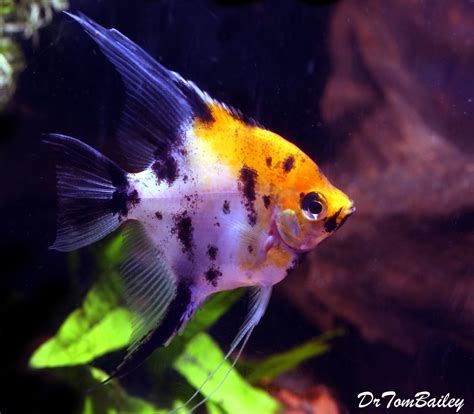 angel glofish|koi angelfish for sale.